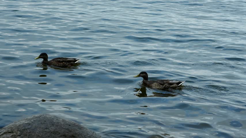 Two mallard ducks swimming in rippled water