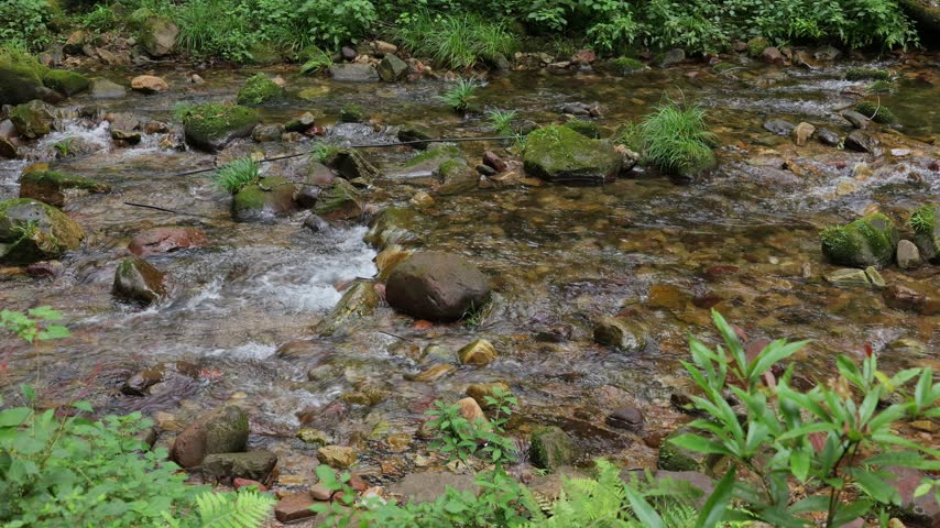 A small stream in the wild.