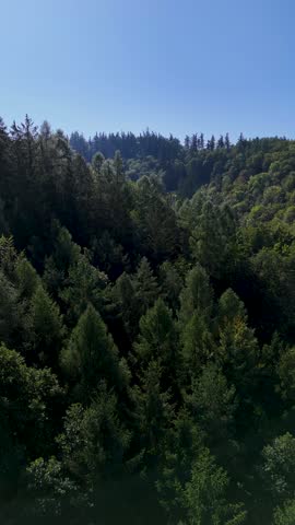 Aerial view of the Black Hills in South Dakota, USA. Coniferous forest and pine-covered mountains. Vertical video.