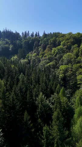 Aerial view of the Black Hills in South Dakota, USA. Coniferous forest and pine-covered mountains. Vertical video.