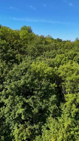 Aerial view of the Black Hills in South Dakota, USA. Coniferous forest and pine-covered mountains. Vertical video.