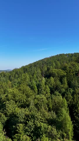 Aerial view of the Black Hills in South Dakota, USA. Coniferous forest and pine-covered mountains. Vertical video.