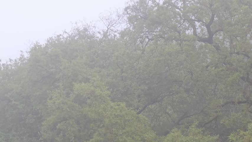 Amazing forest full covered by fog