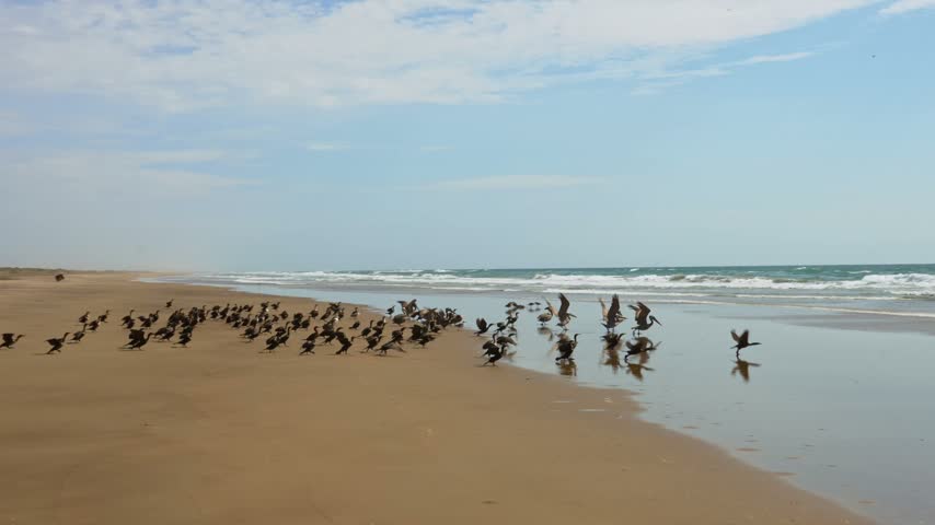 A large flock of pelicans and cormorants taking off from the wet sand towards the sea on a remote coastal beach.