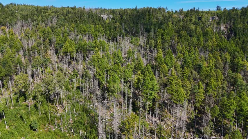 Aerial Drone Flyover of Dead Ponderosa Pine Forest in Black Hills SD