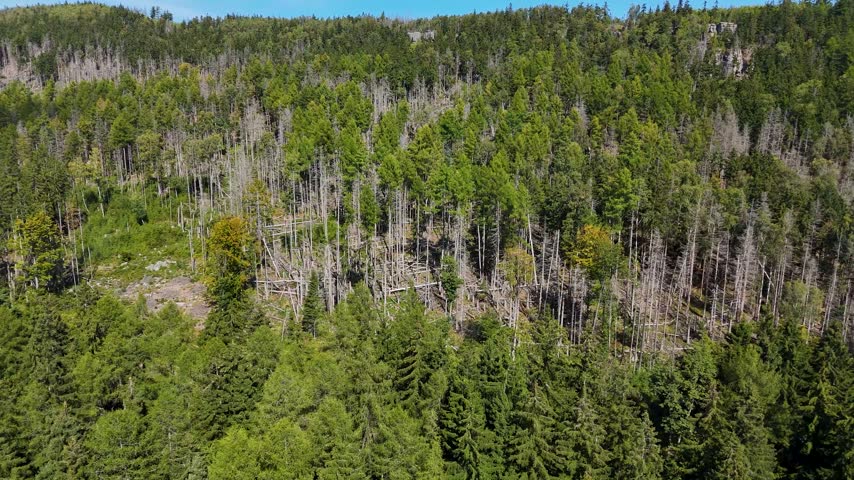 Aerial Drone Flyover of Dead Ponderosa Pine Forest in Black Hills SD