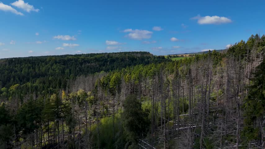 Aerial Drone Flyover of Dead Ponderosa Pine Forest in Black Hills SD