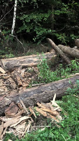 Felled trees in a forest, deforestation logging industry in the woodlands, stack or pile of cut logs, wooden material in Westerwald Germany Europe vertical video