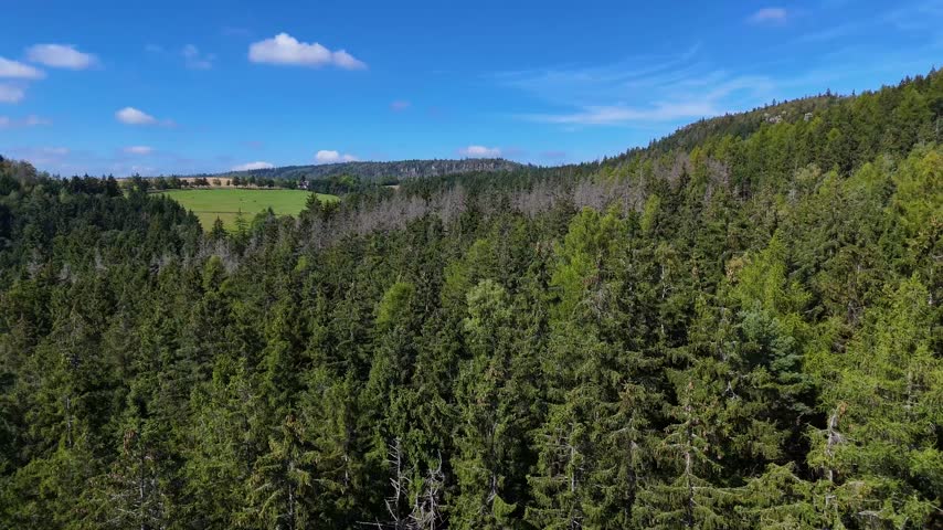 Aerial Drone Flyover of Dead Ponderosa Pine Forest in Black Hills SD