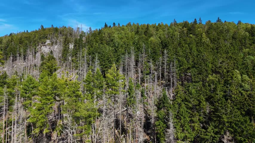 Aerial Drone Flyover of Dead Ponderosa Pine Forest in Black Hills SD