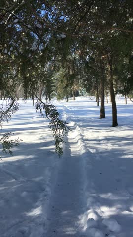 Walking down winter park alley stepping on trail trodden in fresh white snow under Thuja trees toward pines and spruces and blue sky with white clouds; vertical video of promenade on frosty sunny day
