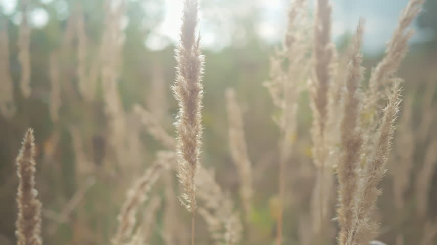 Tall grass moves softly in the breeze as sunlight filters through the strands in an open field. The setting captures a warm and bright daytime atmosphere.