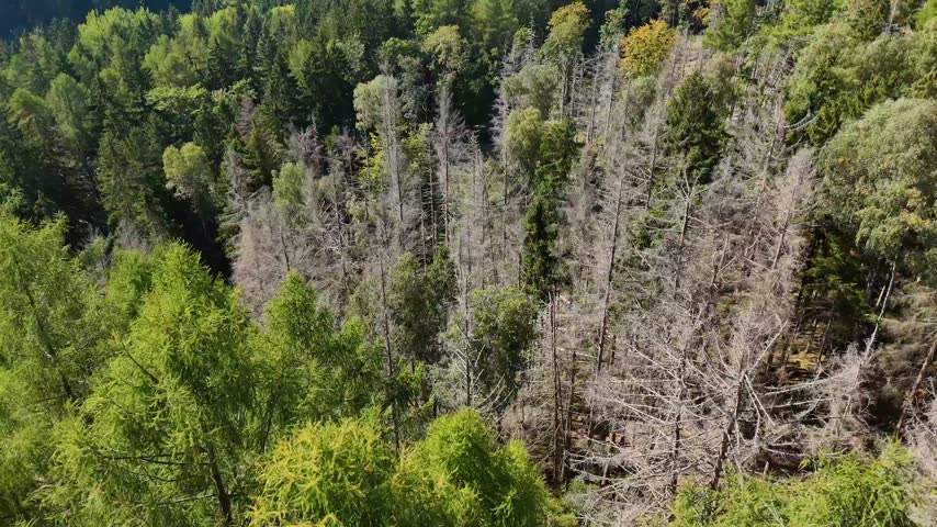 Aerial Drone Flyover of Dead Ponderosa Pine Forest in Black Hills SD