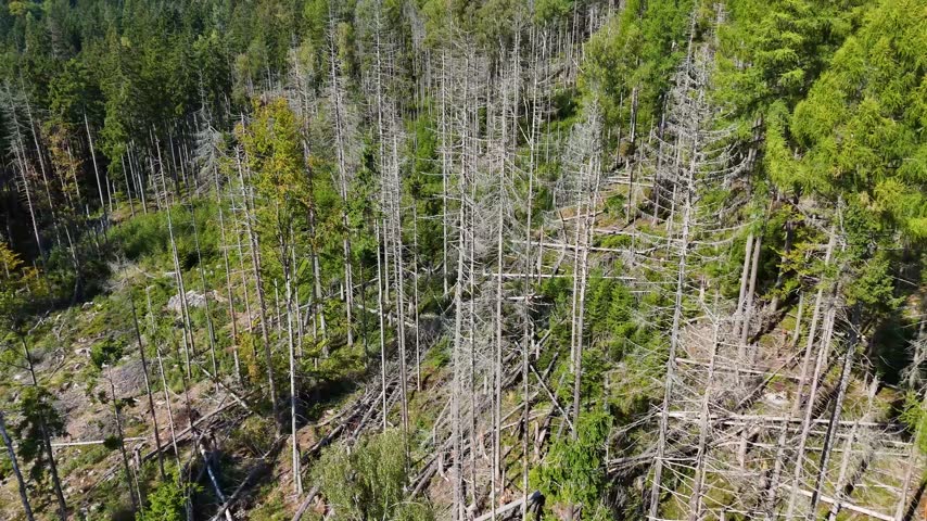 Aerial Drone Flyover of Dead Ponderosa Pine Forest in Black Hills SD