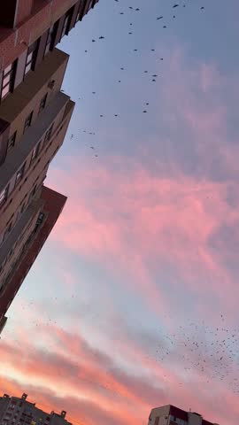 Flock of birds flies above apartment buildings under a pink sunset sky.