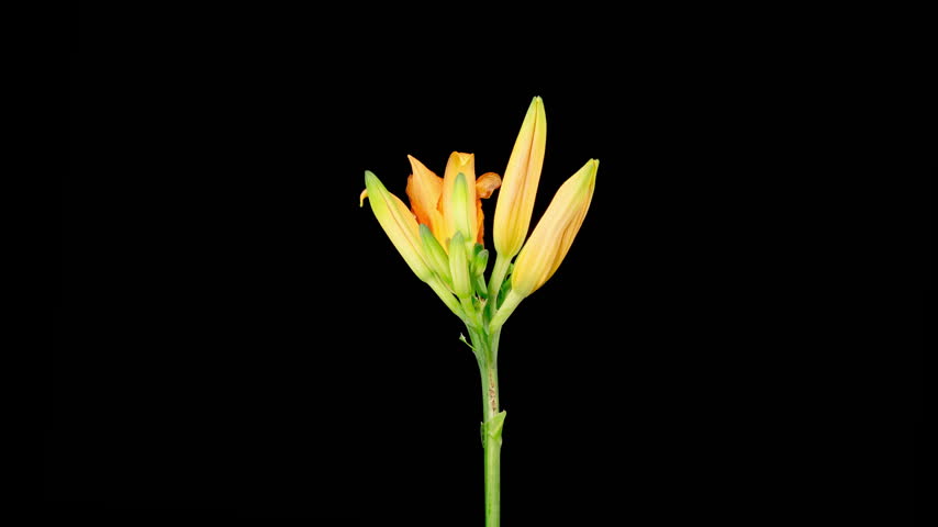 Orange Lily Blossoms. Time Lapse of Opening Beautiful Orange Lily Flowers. Black Background. 4K.