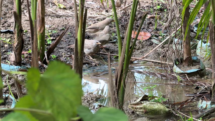 Small Wild Birds Bathing in Water at a Plant Nursery in India