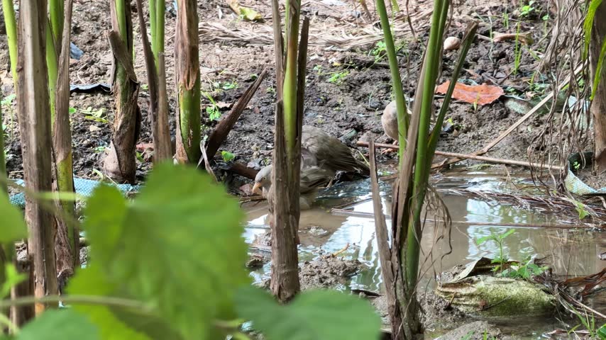 Small Birds Taking a Bath at an Indian Plant Nursery 4K Video Footage