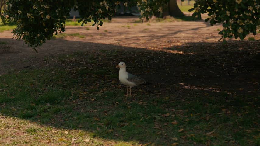 Yellow-legged mediterranean gull Larus michahellis standing in shade under Pittosporum tobira tree in Parc de la Ciutadella, Barcelona, Catalonia, Spain.