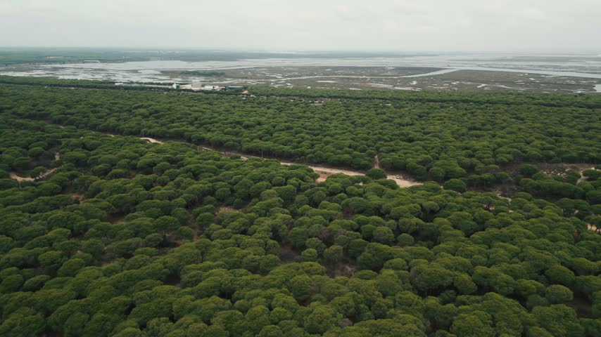 An aerial view of a vast evergreen forest with sandy dirt roads transitioning into a shimmering wetland under an overcast sky.