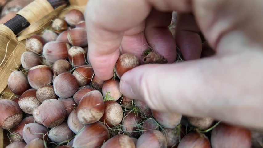 Close view of a hand selecting fresh hazelnuts from a rustic woven basket.