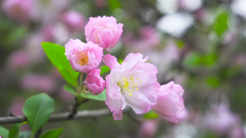 Close up of delicate pink crabapple tree blossoms swaying gently in spring breeze