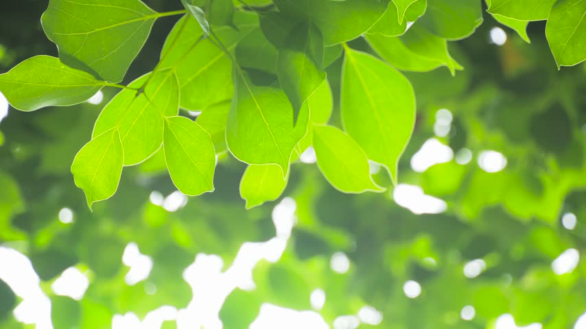 Sunlight Filtering Through Fresh Green Leaves in a Serene Spring Forest Setting