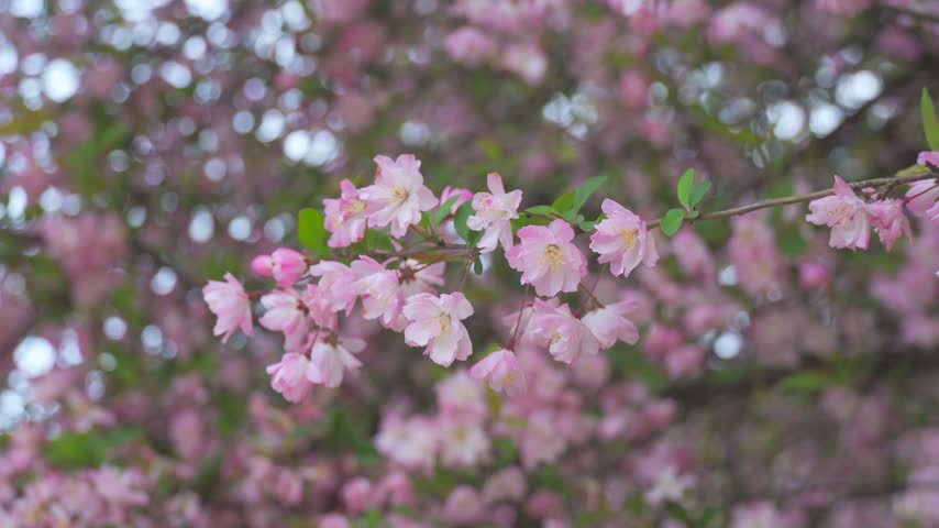 Close up of delicate pink crabapple tree blossoms swaying gently in spring breeze