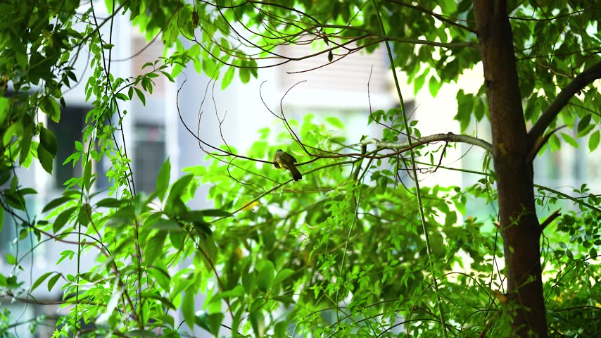 Small bird perched on a thin tree branch in a lush green garden
