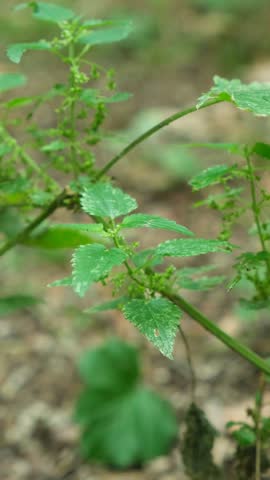 Close up of fresh green nettle plant leaves on woodland floor.