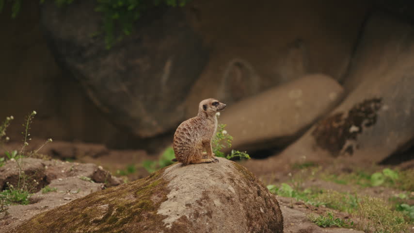 Suricata suricatta Meerkat sitting on mossy stone looking around attentively in soft daylight. Meerkat sitting alert on top of rock in naturalistic enclosure on cloudy day in enclosure, Netherlands