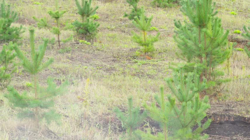 Rows of young green pine saplings grow on a cleared hillside field in nature during daylight, with soft morning mist floating near the ground.