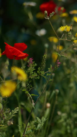 Close-up of vibrant red poppies and yellow wildflowers on sunny day in Catalonia, Spain. Picturesque lakeside meadow in Sant Maurici National Park. Summer flora