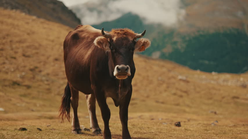 Domestic cow standing on high altitude mountain meadow in Vall de Nuria Spain, pastoral landscape b-roll. Close-up of cattle Bos taurus standing on alpine slope against blurry mountain peak