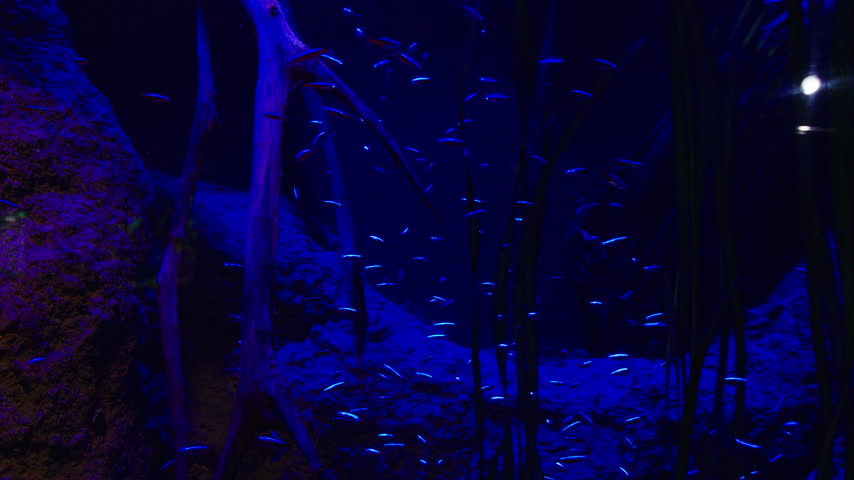 A shoal of neon tetras glows under blue light as they swim through a dark, densely planted freshwater aquarium. Their iridescent stripes stand out sharply against the black water and silhouetted roots.