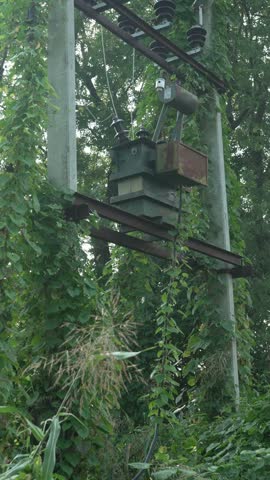 Electric transformer mounted on concrete poles surrounded by green climbing vines outdoors