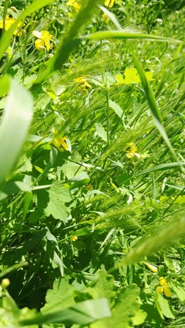 Vibrant yellow wildflowers and seed pods grow wild amidst green foliage under bright sunlight. Concept of spring awakening, natural plant growth, and environmental beauty.