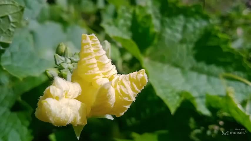 A close-up, slow-motion shot of a vibrant yellow ridge gourd flower (Luffa acutangula) blooming in a lush green garden. The flower sways gently in the natural breeze under bright sunlight. This is a beautiful, fresh organic vegetable flower from a rural farm in India, showcasing natural agriculture and botany.
4K nature footage.