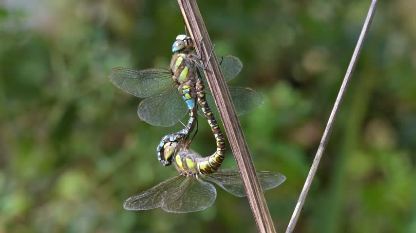 Migrant Hawker dragonfly (Aeshna mixta) pair mating on a plant stem. September, Kent, UK [Slow motion x4]