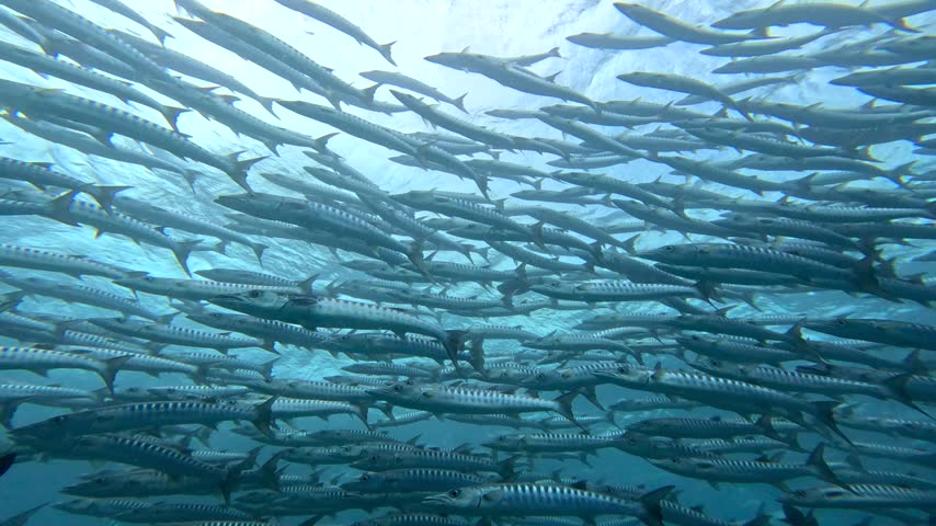 Great barracuda, Sphyraena barracuda, swimming in a dense school of elongated predatory fish in clear tropical blue water, displaying silvery bodies, pointed heads and distinctive dark diagonal markings, predator fish swimming in circles, Raja Ampat scubadiving, Indonesia