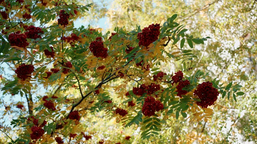 Beautiful autumn landscape featuring a rowan tree branch with vibrant red berries and colorful yellow and green leaves swaying gently in the breeze on a sunny day in a picturesque park