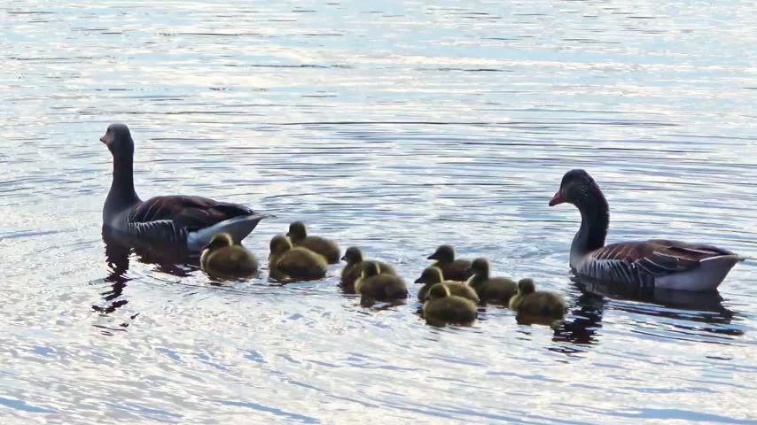 A family of gray geese with their fluffy yellow goslings swimming in a single file line across a calm body of water.