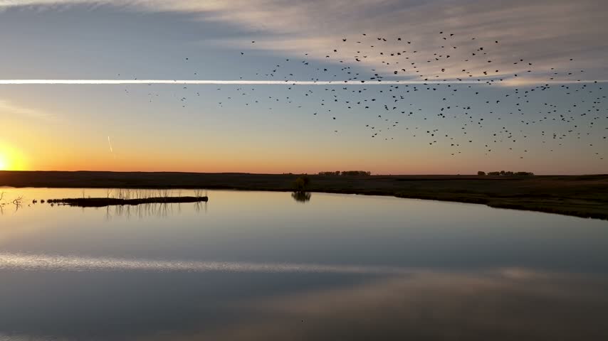 Flock of Birds Flying Over Wetland at Sunset in Rural South Dakota