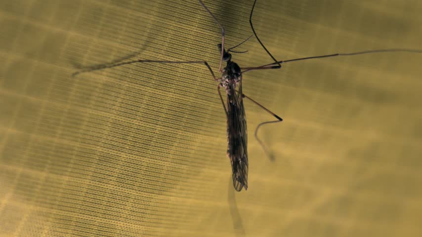 Close-up shot of a daddy long-legs insect inside a tent at night