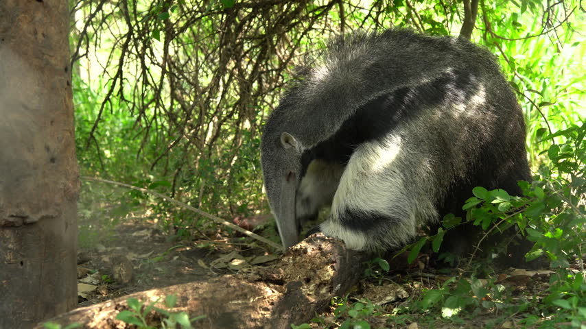 A giant anteater foraging on the forest floor, sniffing around a fallen log for food