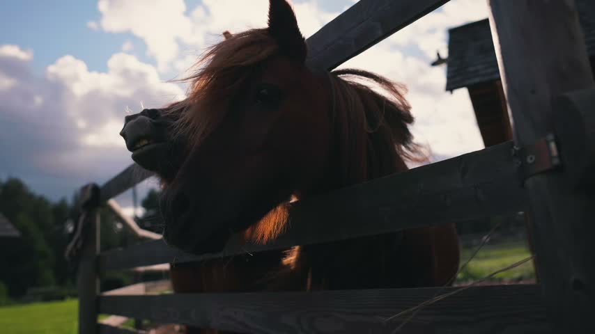 Horses lean over a wooden fence, displaying curiosity and playfulness in a rural environment with a bright sky and clouds above