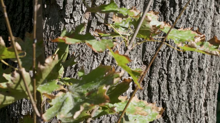 Sunlight falls across a textured tree trunk and nearby leaves in a garden.