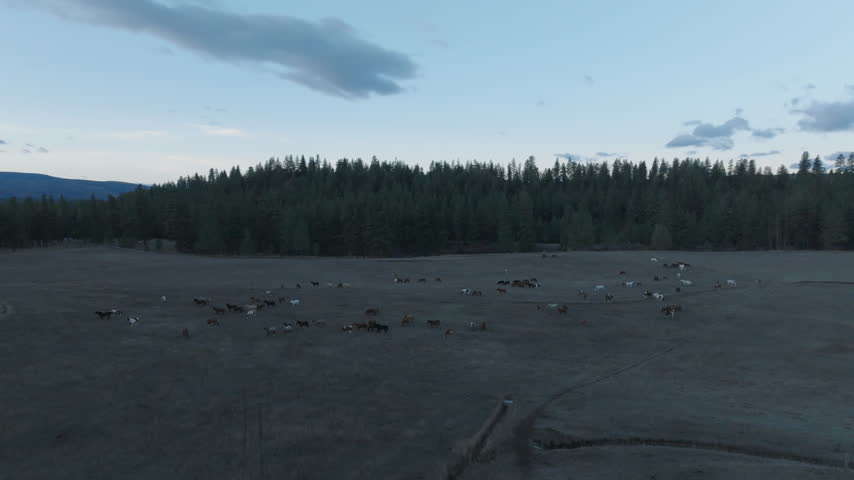 Scenic Montana landscapes, from forested hills under a blue sky to an aerial view of a horse herd in a meadow at dusk
