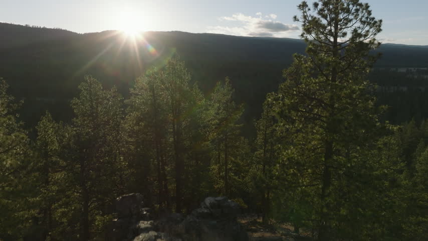Montana pine forest landscapes, from ponderosa pine silhouettes at dusk to an aerial view of a sunburst rising over the forest canopy