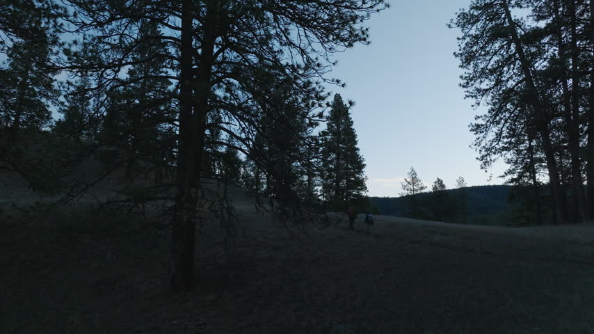 Montana pine forest landscapes, from ponderosa pine silhouettes at dusk to an aerial view of a sunburst rising over the forest canopy